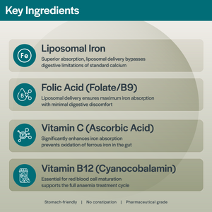 Lipoferric حمض الفوليك – 30 كبسولة